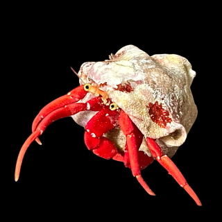 Cangrejo Ermitaño Escarlata (Scarlet Hermit Crab)