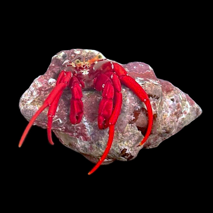 Cangrejo Ermitaño Escarlata (Scarlet Hermit Crab)