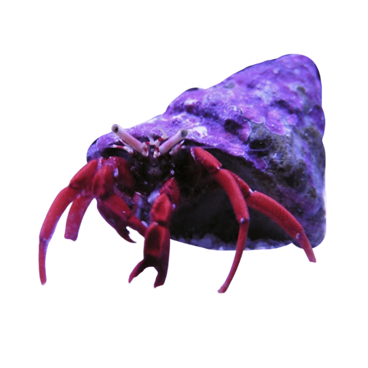 Cangrejo Ermitaño Escarlata (Scarlet Hermit Crab)