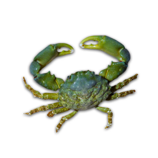 Cangrejo Esmeralda (Emerald Crab)