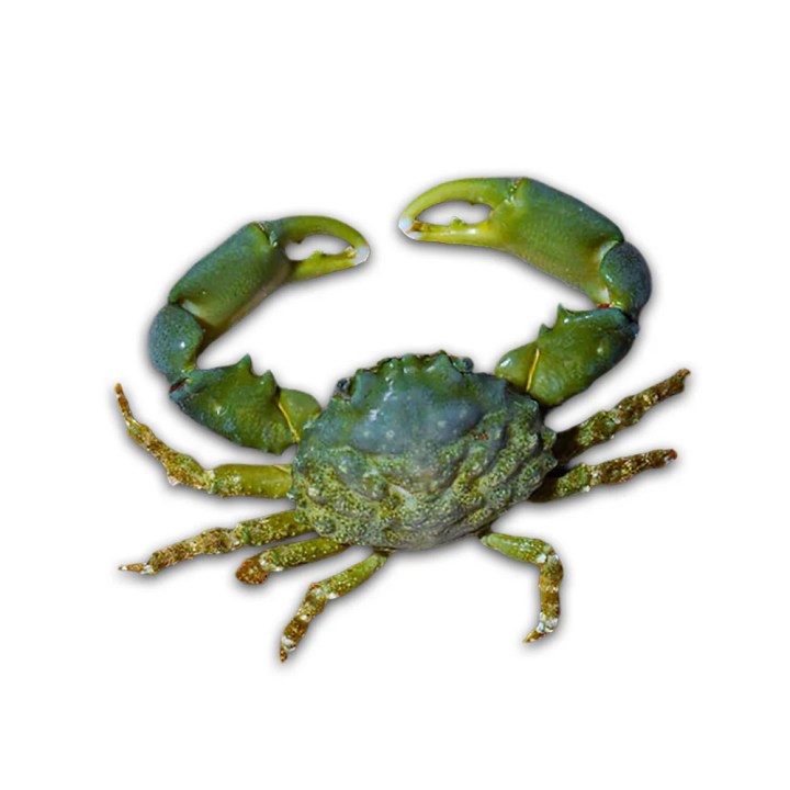 Cangrejo Esmeralda (Emerald Crab)