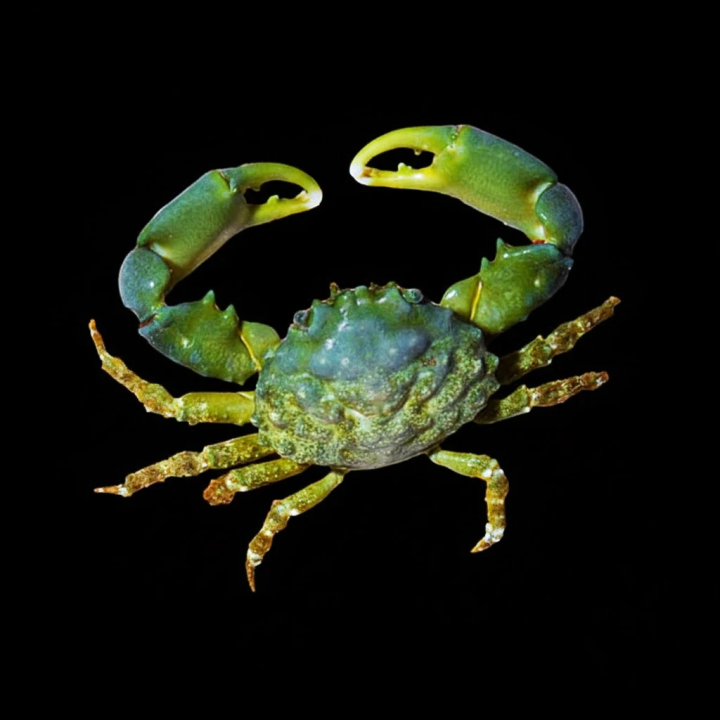 Cangrejo Esmeralda (Emerald Crab)