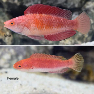 Labrido aleta roja (Red Fin Fairy Wrasse)