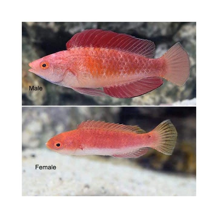 Labrido aleta roja (Red Fin Fairy Wrasse)