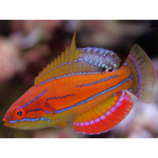 Labrido McCoskeri Flasher (McCoskeri Wrasse)