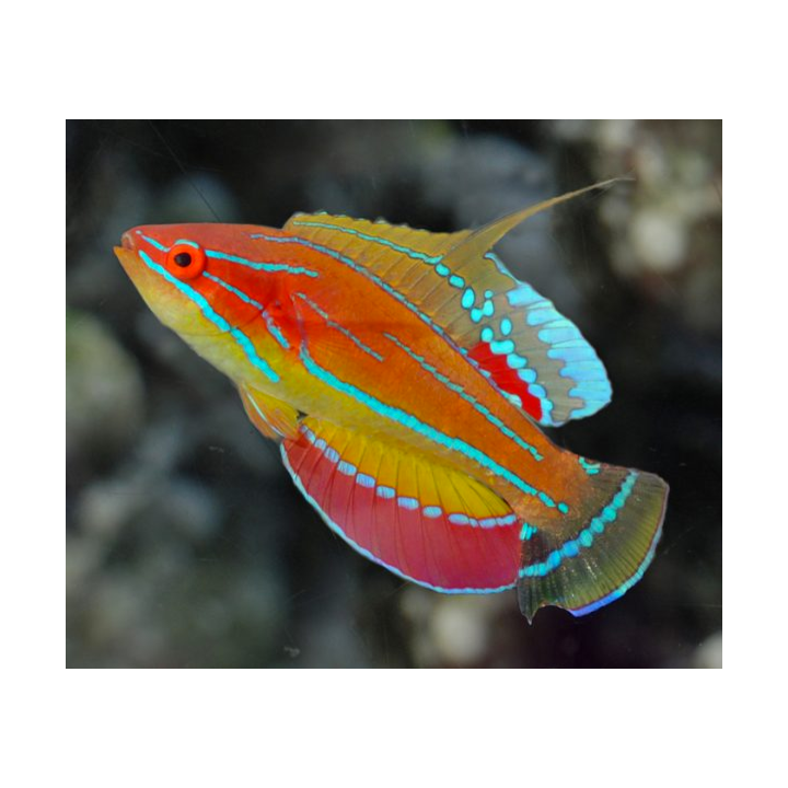 Labrido McCoskeri Flasher (McCoskeri Wrasse)