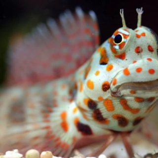 Blenio Puntos Naranjas (Orange Spotted Blenny)