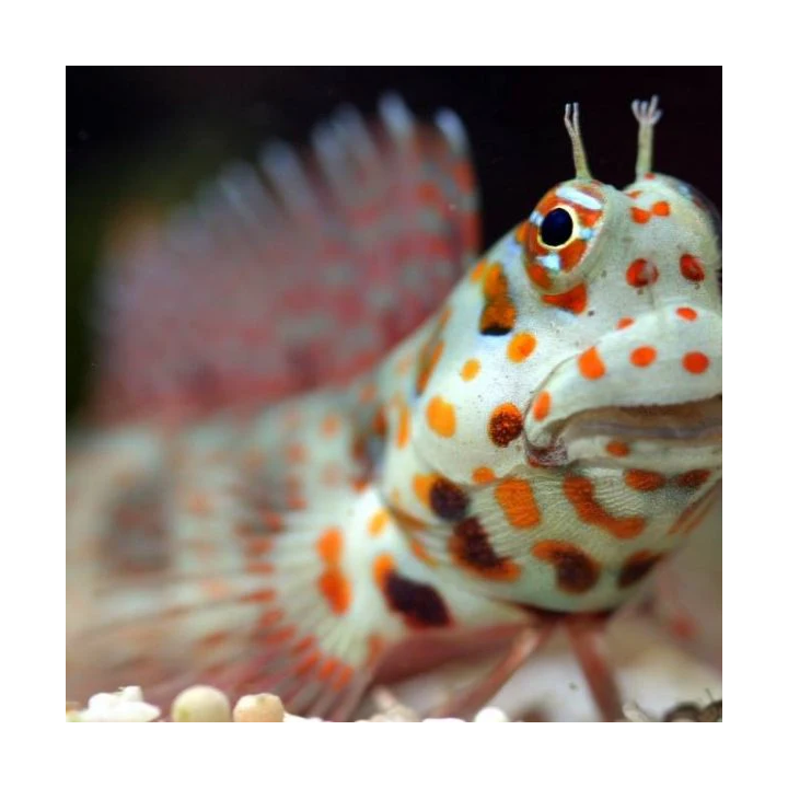 Blenio Puntos Naranjas (Orange Spotted Blenny)