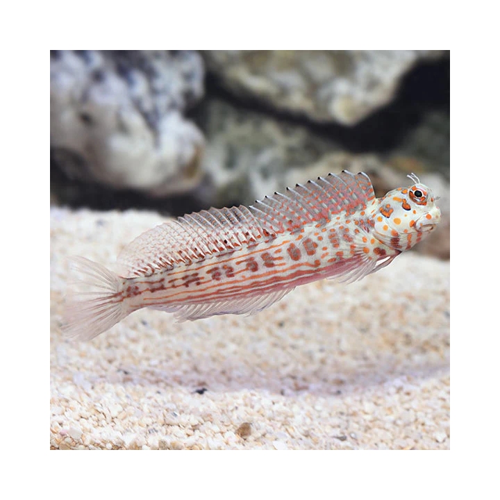 Blenio Puntos Naranjas (Orange Spotted Blenny)