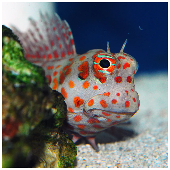 Blenio Puntos Naranjas (Orange Spotted Blenny)