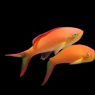 Anthias Ignitus Hembra (Ignitus Anthias Female)