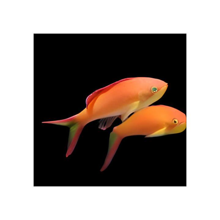 Anthias Ignitus Hembra (Ignitus Anthias Female)