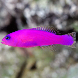 Pseudochromis Strawberry (Strawberry Pseudochromis)