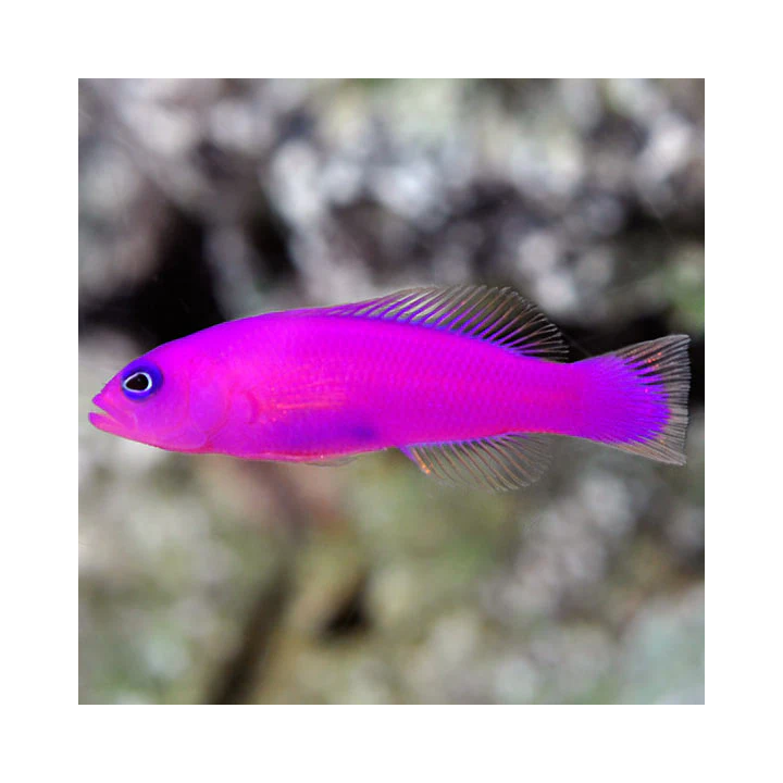 Pseudochromis Strawberry (Strawberry Pseudochromis)