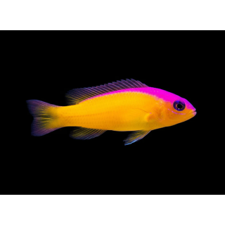 Pseudochromis Diadema (Diadema Pseudochromis)