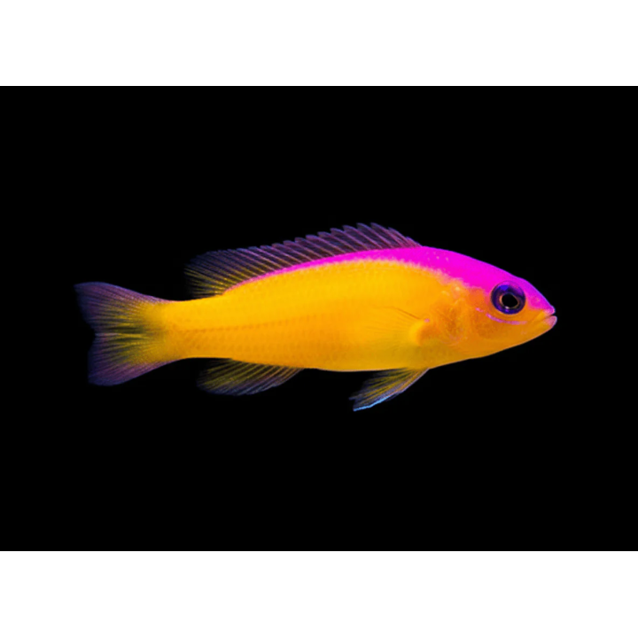 Pseudochromis Diadema (Diadema Pseudochromis)