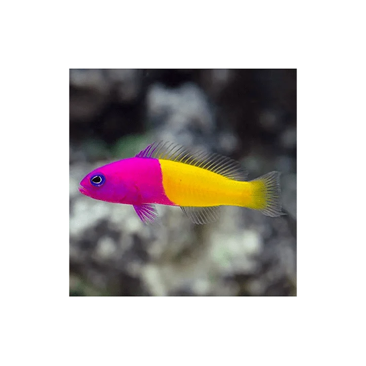 Pseudochomis Bicolor (Bicolor Pseudochromis)