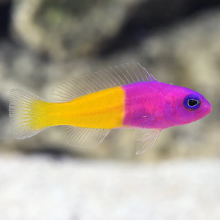 Pseudochomis Bicolor (Bicolor Pseudochromis)