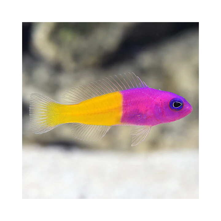 Pseudochomis Bicolor (Bicolor Pseudochromis)