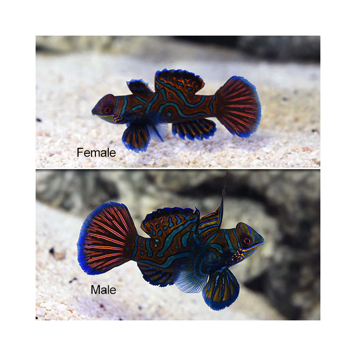 Gobio Mandarin Verde (Green Mandarin Goby)