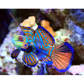 Gobio Mandarin Verde (Green Mandarin Goby)