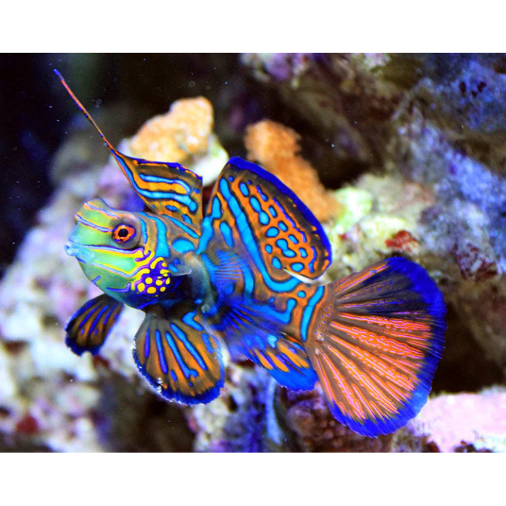 Gobio Mandarin Verde (Green Mandarin Goby)
