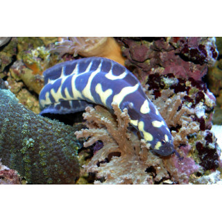 Gobio Ingeniero (Engineer Goby)