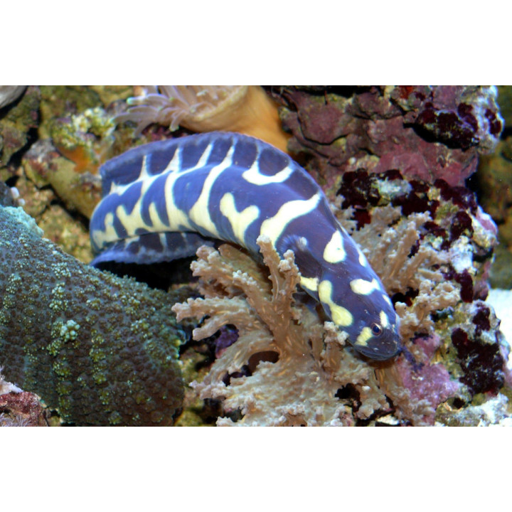 Gobio Ingeniero (Engineer Goby)