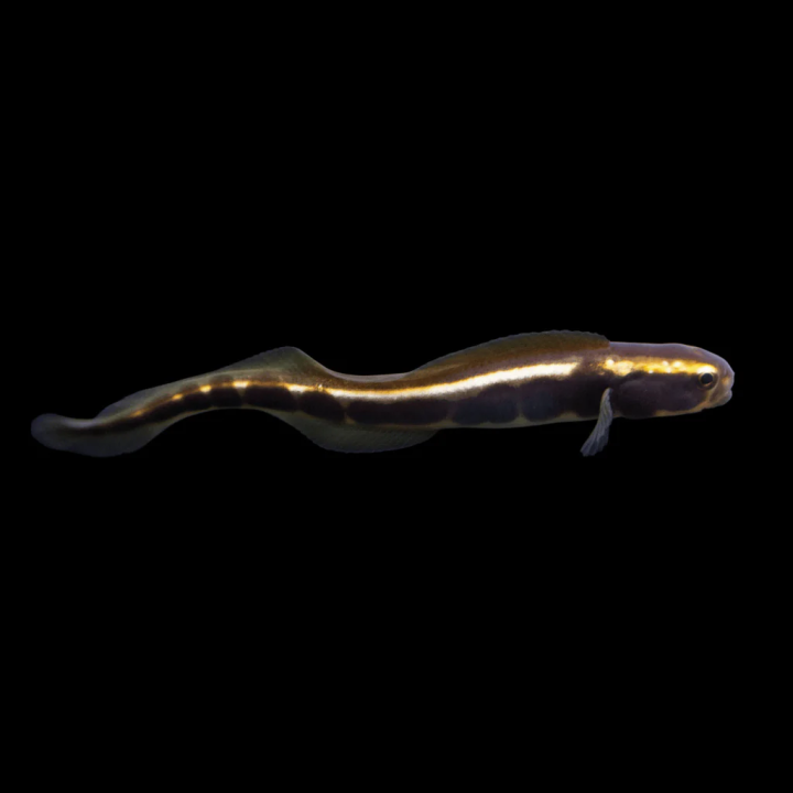 Gobio Ingeniero (Engineer Goby)