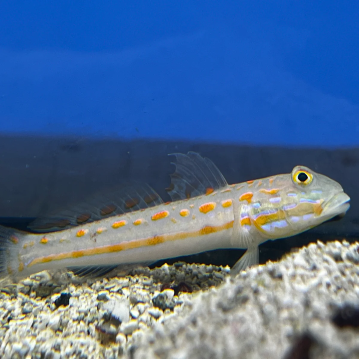 Gobio Diamante (Diamond Goby)