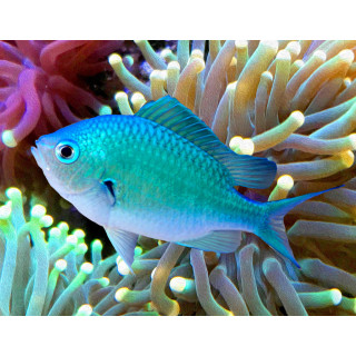 Chromis verde (Green Chromis)