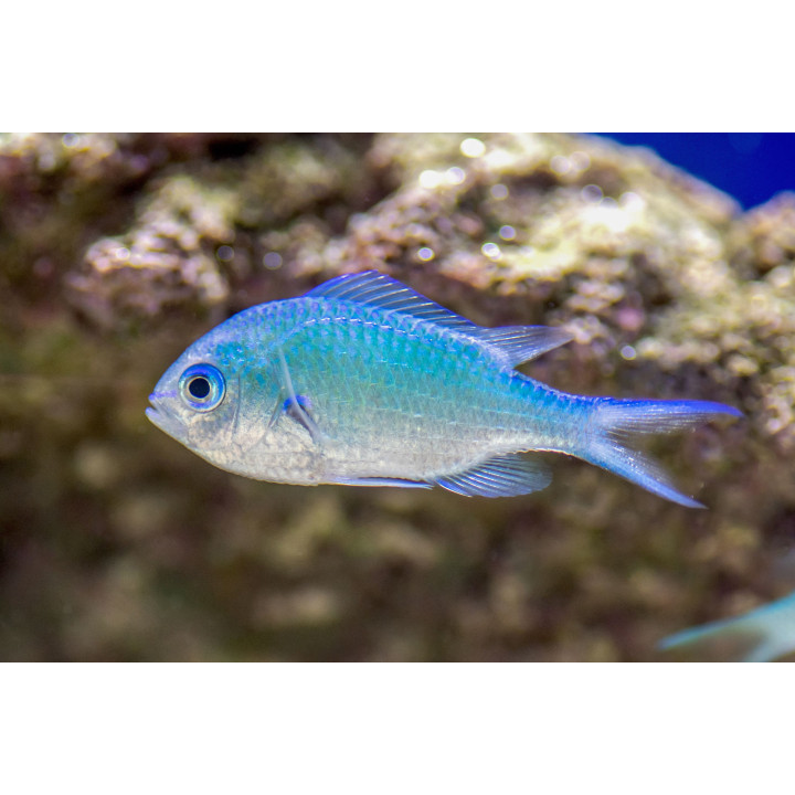 Chromis verde (Green Chromis)