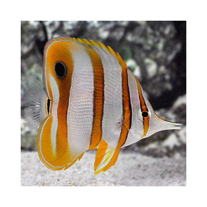 Mariposa Bandas de Cobre (Copperband Butterfly)