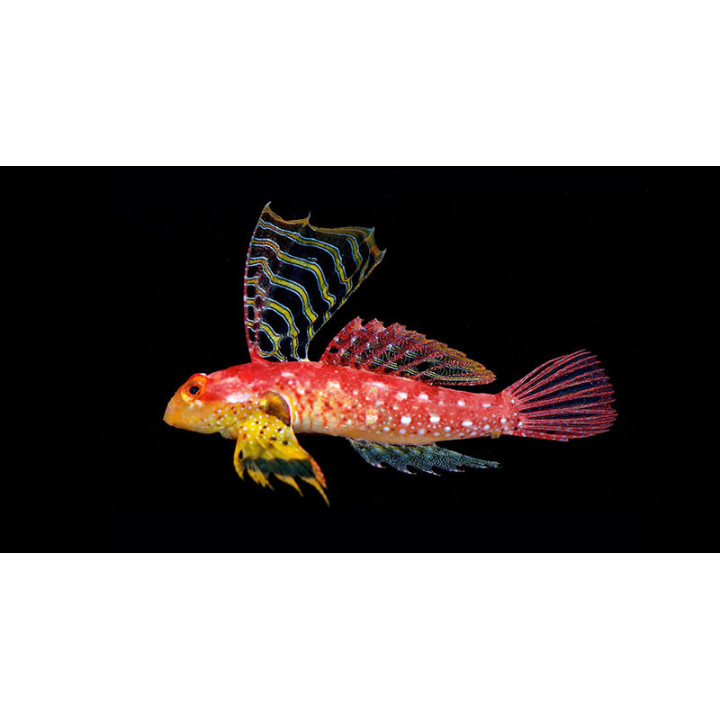 Dragon Rojo Rubí (Ruby Red Dragonette)