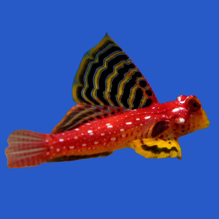 Dragon Rojo Rubí (Ruby Red Dragonette)