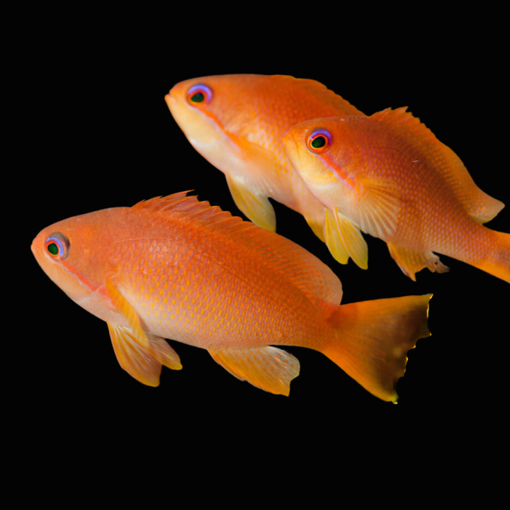 Anthias Naranja Squamipinnis (Orange Lyretail Squamipinnis Anthias)
