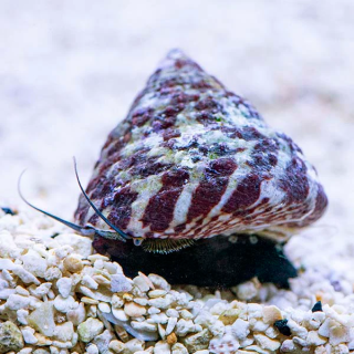 Caracol Turbo Tigre (Tiger Turbo Snail)