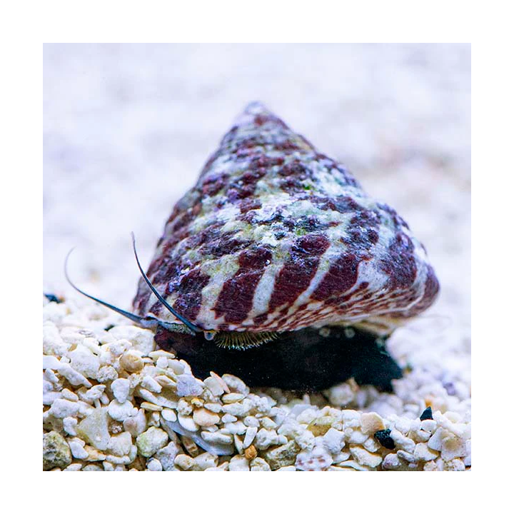 Caracol Turbo Tigre (Tiger Turbo Snail)