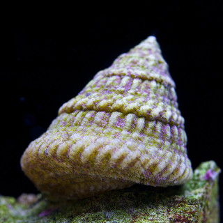 Caracol Astrea (Astrea Snail)
