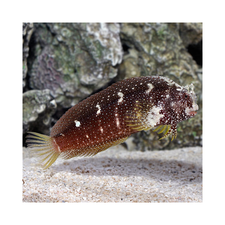 Blenio Constelado (Starry Blenny)