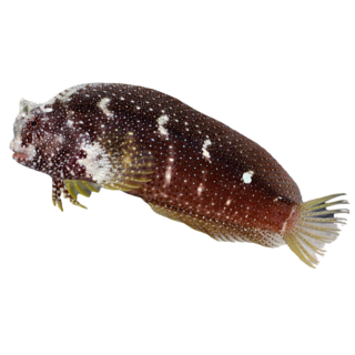 Blenio Constelado (Starry Blenny)