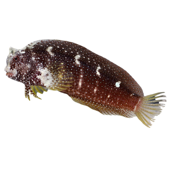 Blenio Constelado (Starry Blenny)