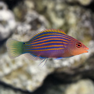 Labrido Seis Lineas (Six Line Wrasse)