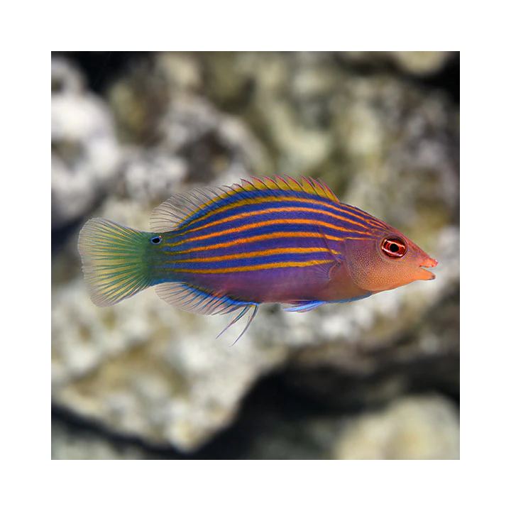 Labrido Seis Lineas (Six Line Wrasse)