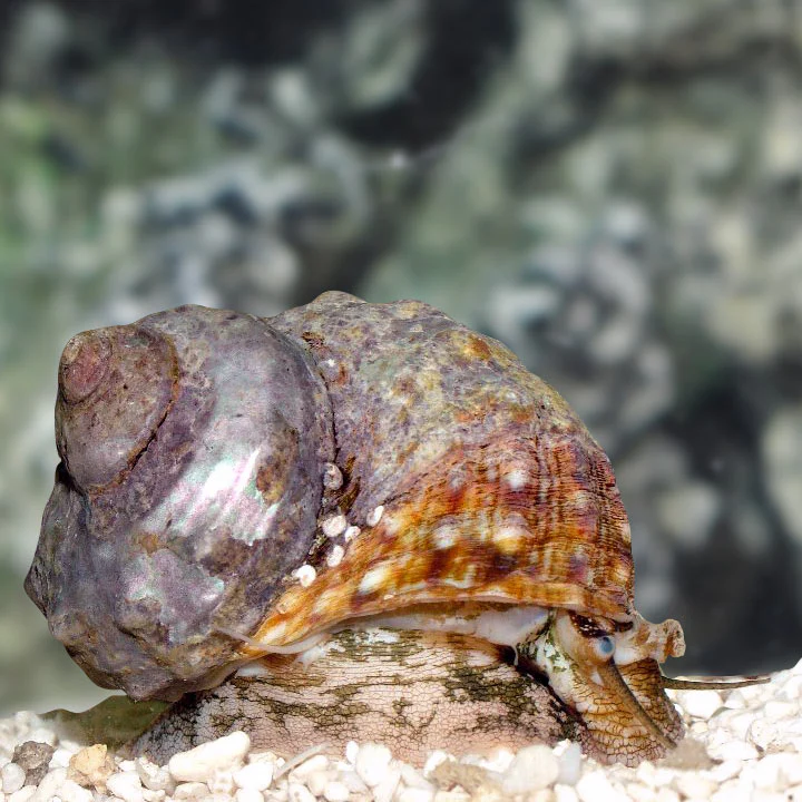 Caracol Turbo Mexicano