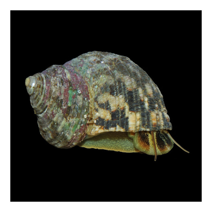 Caracol Turbo Mexicano