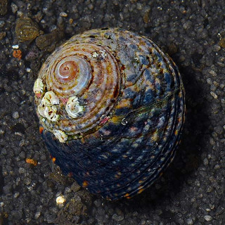 Caracol Turbo Margarita