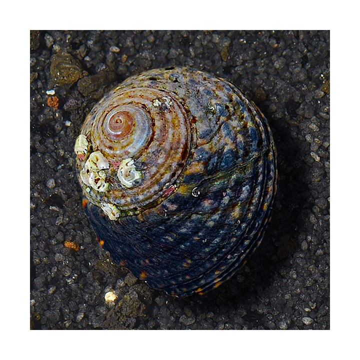 Caracol Turbo Margarita