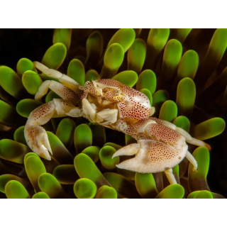 Cangrejo Porcelana o de Anemona (Porcelain Anemone Crab)