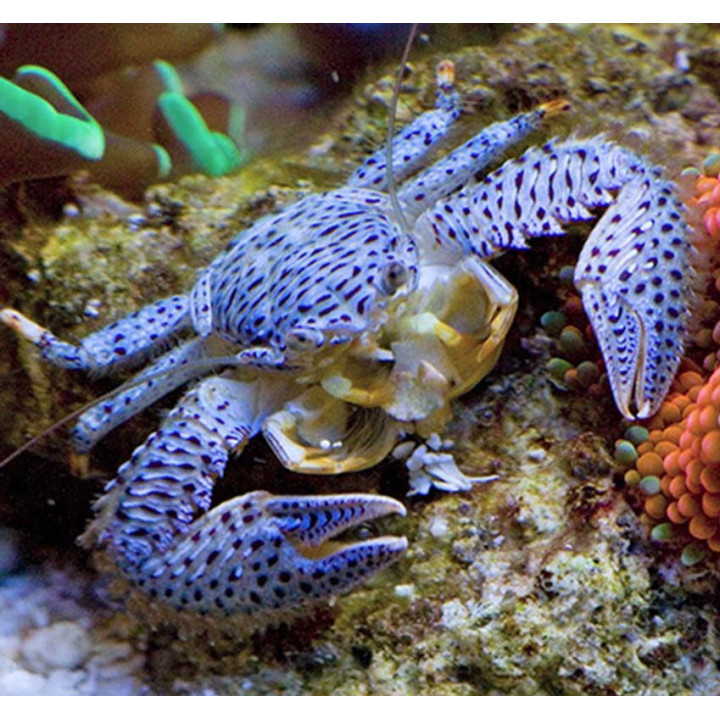 Cangrejo Porcelana o de Anemona (Porcelain Anemone Crab)